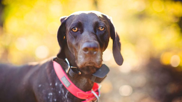 Cane con collare elettrico sequestrato dalla Polizia Locale a Tolmezzo