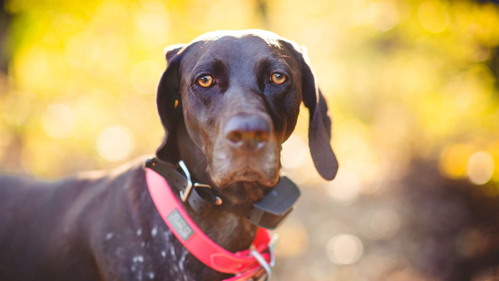 Cane con collare elettrico sequestrato dalla Polizia Locale a Tolmezzo